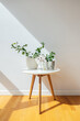 © Sophia Hsin/Stocksy - Potted plant on white coffee table