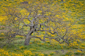 Poster - USA, Oregon, Tom McCall Nature Conservancy. Meadow with balsamroot flowers and oak tree.