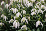 Fototapeta Tulipany - White spring flowers snowdrops grow, background. Among the beautiful snowdrops, there is one ugly one. It symbolizes old age or disease due to a virus. Selective focus and sharpness