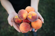 © Vradiy Art/Stocksy - Many peaches in hands