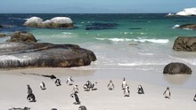 African Penguin On Sandy Beach. Spheniscus Demersus Also Known As Jackass Penguin And Black-footed Penguin On Boulders Penguin Colony On Boulders Beach Nature Reserve In Simon's Town In South Africa