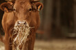© Javier Pardina/Stocksy - Cows eating Straw.