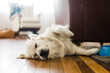 © Samantha Gehrmann/Stocksy - Sleeping dog