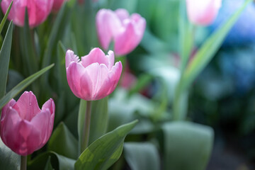 Wall Mural - Beautiful bouquet of tulips. colorful tulips. nature background