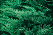 © NUT Studio/Stocksy - Evergreen foliage close-up detail
