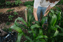 Women Checking Corn Crop On Farm