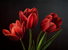 Oil Painting Realistic Style Texture Painting Flower Still Life Painting Art Painted Color Image Wallpaper And Backgrounds Canvas Artist Painting Floral Pattern Tulips