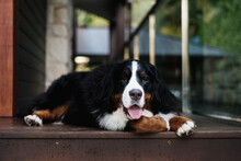 Bernese Mountain Dog At Home