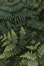 Ferns Textures Backgraunds.