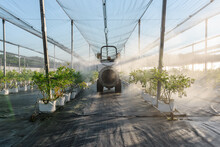 Tractor Irrigating Bushes In Greenhouse
