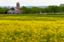 Large Barn With Yellow Field In Foreground