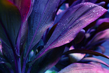 Water Drops On The Leaf, Blue And Purple Floral Background