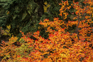 Sticker - Autumn, Santiam Pass Lava Flow, Santiam Pass area, Oregon, USA