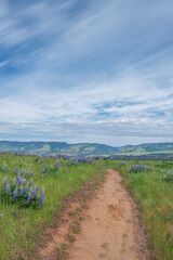 Poster - USA, Oregon. Tom McCall Nature Preserve, Rowena Plateau Trail.