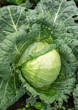 A Head Of Cabbage With Raindrops On The Leaves