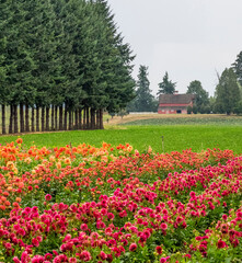 Canvas Print - USA, Oregon, Canby, Pacific Northwest Swan Island Dahlia Garden with row after row of Dahlias