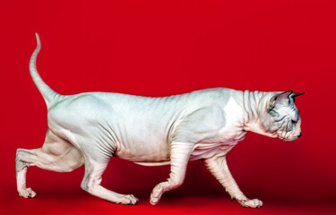 A grey sphinx cat walking on red background.