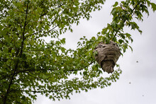 Hornet Nest In A Tree With Hornets