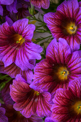 Wall Mural - USA, Pennsylvania, Longwood Gardens. Petunia flowers close-up