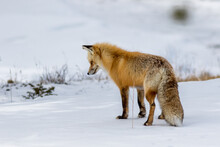 Red Fox In The Snow Hunting In Yellowstone