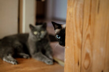 Cute Siamese Cat Looking Through Door With British Shorthair Cat Behind