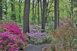 Path and azaleas in bloom, Jenkins Arboretum and Garden, Devon, Pennsylvania.