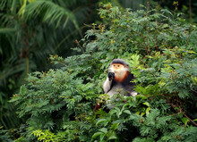 Wild Monkey Relaxing In A Tree