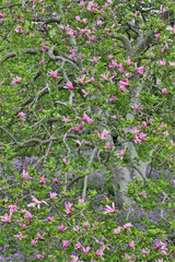 Wall Mural - Springtime, Chanticleer Garden, Wayne, Pennsylvania.