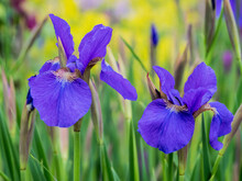 Close-up Of Purple Iris Flowers Blooming Outdoors.