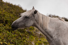 Close-up Of A Grey Horse In A Green Valley Among Mountains