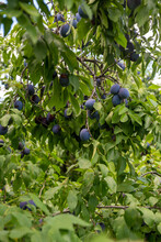 Plum Tree In A Fruit Orchard