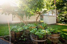 Whisky Barrel Strawberry Planter Beds In A Yard