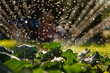 © Jennifer Bogle/Stocksy - Water drops from a sprinkler bouncing off broccoli leaves