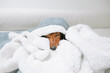 © Bor Cvetko/Stocksy - Dog sleeping in a blanket on sofa