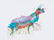 © Catherine MacBride/Stocksy - Fresh Watercolour Shrimp, an imaginary watercolour creature