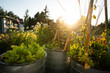 © Jennifer Bogle/Stocksy - Golden hour shot of home garden raised beds