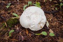 Calvatia Gigantea Mushroom