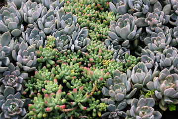 Close up of a large area of beautiful succulents