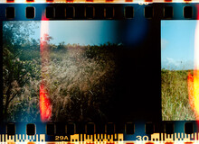 Abstract Film Scan Of Grass In Maui, Hawaii