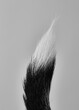 © Victor Deschamps/Stocksy - Dog Tail (Chihuahua)