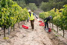 Labourers Working On A Vineyard.
