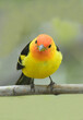 close up of  a colorful male western tanager perched on a branch of an ash  tree  in spring in broomfield, colorado