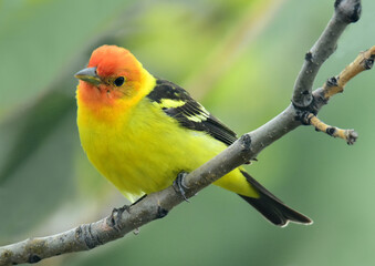 close up of a colorful male western tanager perched on a branch of an ash tree in spring in broomfie
