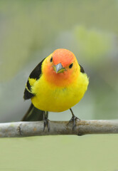 Wall Mural - close up of  a colorful male western tanager perched on a branch of an ash  tree  in spring in broomfield, colorado