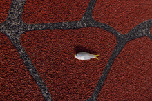 A Small Fish On A Red Pavement
