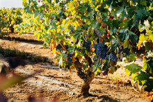 An Ancient Vine Strain In La Rioja, Spain