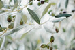 © Jarusha Brown Photography/Stocksy - Close up of olive branches with olives