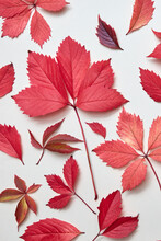 Red Autumn Leaves Bright Color Pattern.