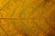 Detail Of Autumn Leaf