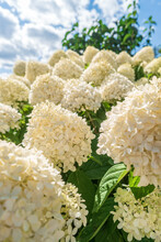 Large Inflorescences Of The Shrub Plant Hydrangea Paniculata Grandiflora. White Small Flowers With Green Foliage Is Natural Background With Selective Focus.